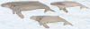 Humpback whales