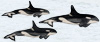 Hand painted Orcas