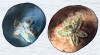 Sand dollars
