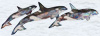 Raku Orcas
